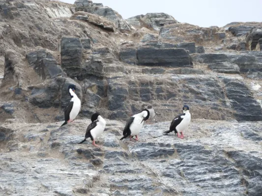 File:Leucocarbo atriceps, ARG.jpg