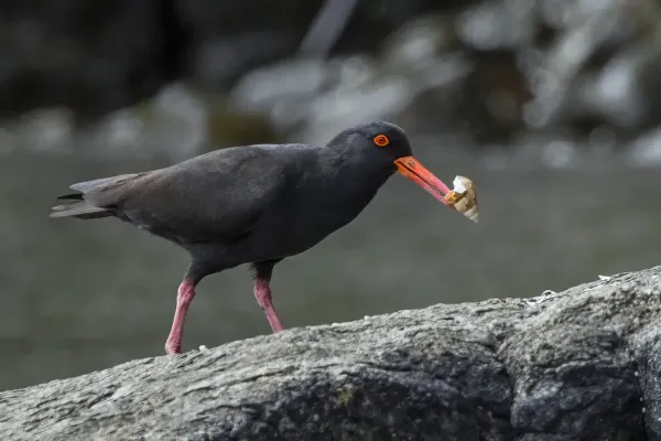 File:Sooty oystercatcher (Haematopus fuliginosus) South Bruny.jpg