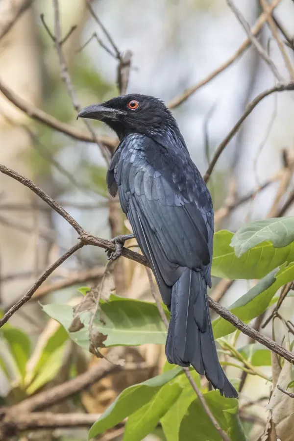 File:Spangled drongo (Dicrurus bracteatus baileyi) Kakadu.jpg