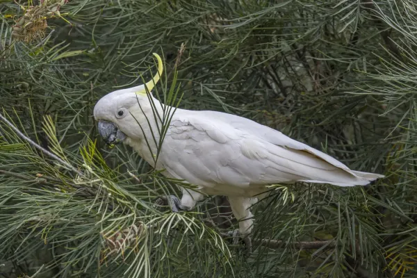 File:Sulphur-crested cockatoo (Cacatua galerita galerita) Sydney.jpg