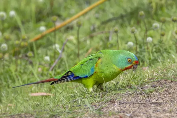 File:Swift parrot (Lathamus discolor) South Bruny.jpg