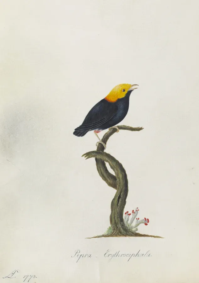 File:Ceratopipra erythrocephala (Linnaeus) golden-headed manakin - Ann Lee - 107-1973-20.jpg