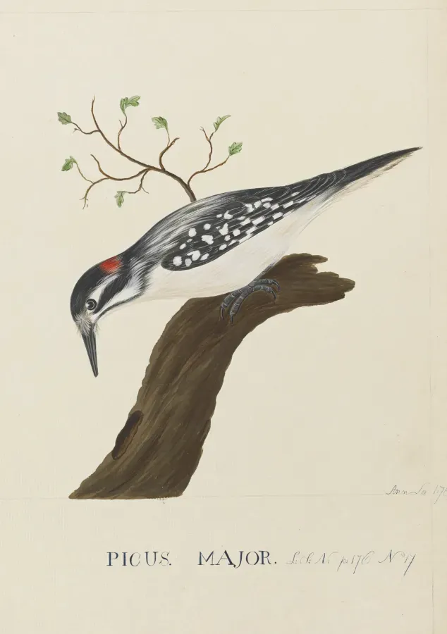File:Dryobates villosus (Linnaeus) hairy woodpecker - Ann Lee - 107-1973-8.jpg
