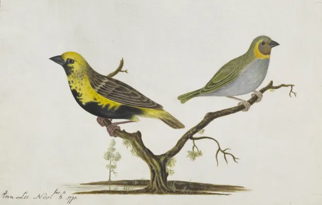 File:Euplectes afer (Gmelin) yellow-crowned bishop and Phonipara canora (Gmelin) Cuban grassquit - Ann Lee - 107-1973-10.jpg