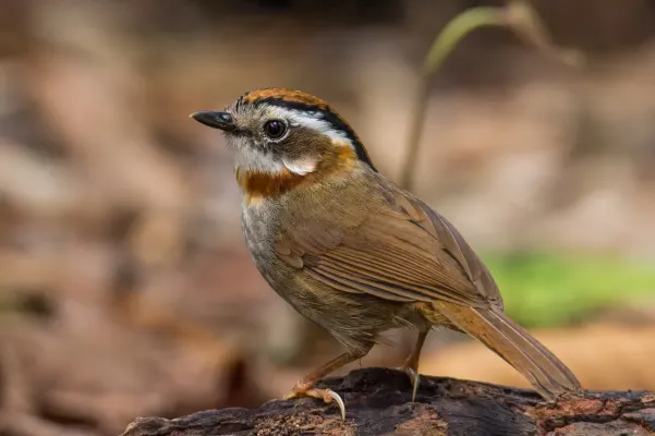 File:Schoeniparus rufogularis major 198360803.jpg