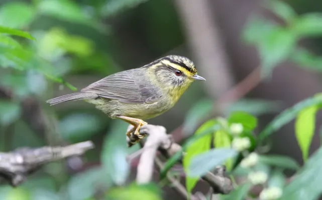 File:Schoeniparus cinereus 94293059.jpg