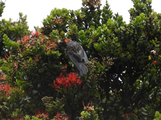 File:Akohekohe (Palmeria dolei), Haleakalā, Hawaii 01.jpg