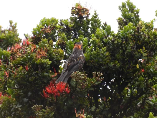 File:Akohekohe (Palmeria dolei), Haleakalā, Hawaii 02.jpg