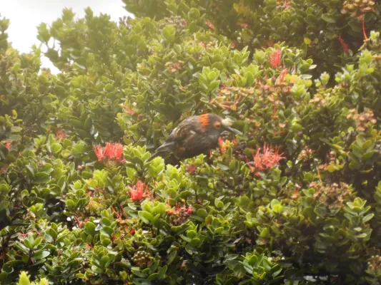 File:Akohekohe (Palmeria dolei), Haleakalā, Hawaii 03.jpg