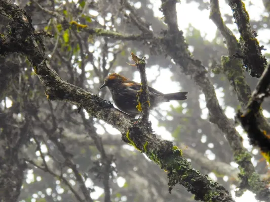 File:Akohekohe (Palmeria dolei), Haleakalā, Hawaii 05.jpg