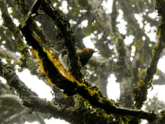 File:Akohekohe (Palmeria dolei), Haleakalā, Hawaii 06.jpg