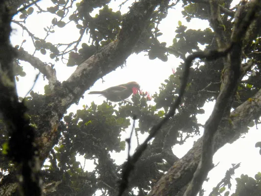 File:Akohekohe (Palmeria dolei), Haleakalā, Hawaii 07.jpg