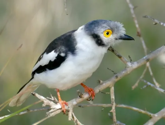 File:White-crested Helmetshrike (Prionops plumatus) (52112883125), crop.jpg