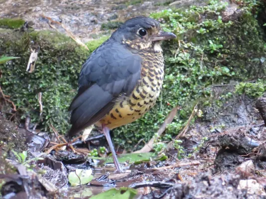File:Grallaria squamigera 26690775.jpg