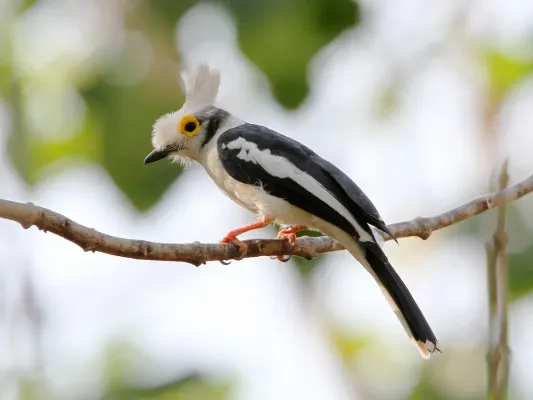 File:2014-01-05 Prionops plumatus plumatus, Kombo Central, Gambia 1.jpg