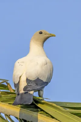 File:Torresian imperial-pigeon (Ducula spilorrhoa) Darwin.jpg