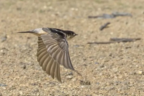 File:Tree martin (Petrochelidon nigricans nigricans) in fight Maria Island.jpg