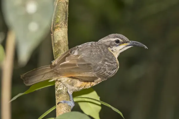 File:Victoria's riflebird (Ptiloris victoriae) female Atherton.jpg