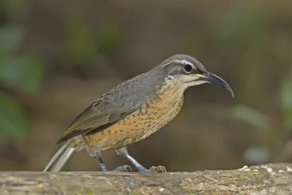 File:Victoria's riflebird (Ptiloris victoriae) female Atherton 2.jpg