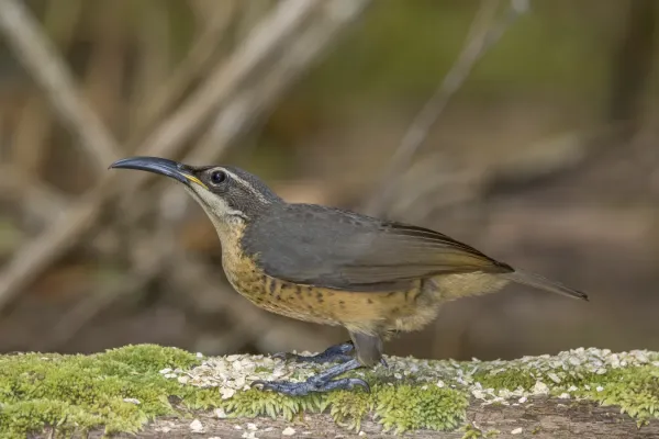 File:Victoria's riflebird (Ptiloris victoriae) female Atherton 3.jpg