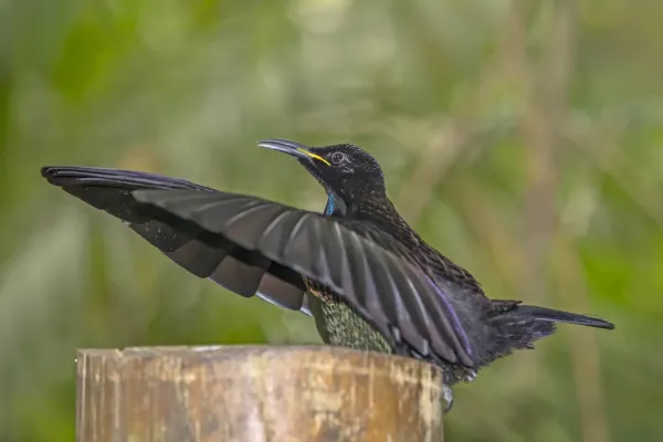 File:Victoria's riflebird (Ptiloris victoriae) male Atherton 2.jpg