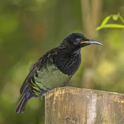 File:Victoria's riflebird (Ptiloris victoriae) male Atherton.jpg