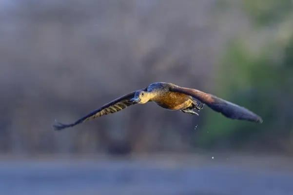 File:Wandering whistling-duck (Dendrocygna arcuata australis) in flight Kakadu 2.jpg