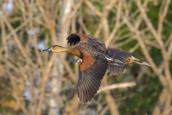 File:Wandering whistling-duck (Dendrocygna arcuata australis) in flight Kakadu 3.jpg