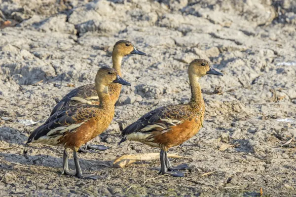 File:Wandering whistling-ducks (Dendrocygna arcuata australis) Kakadu 2.jpg