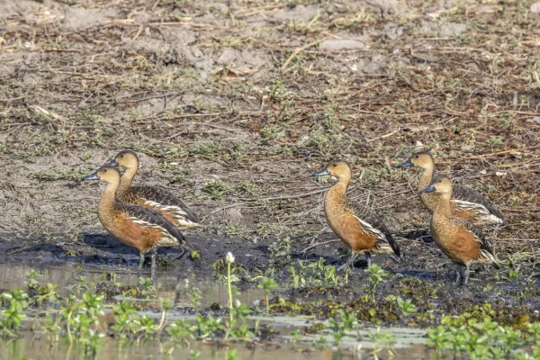 File:Wandering whistling-ducks (Dendrocygna arcuata australis) Kakadu.jpg