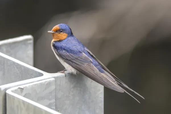 File:Welcome swallow (Hirundo neoxena neoxena) Scottsdale.jpg