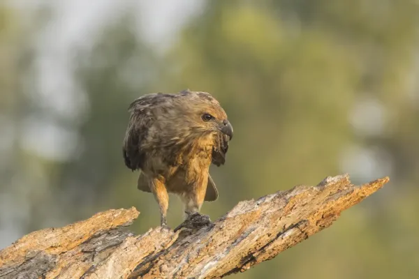 File:Whistling kite (Haliastur sphenurus) Kakadu 2.jpg