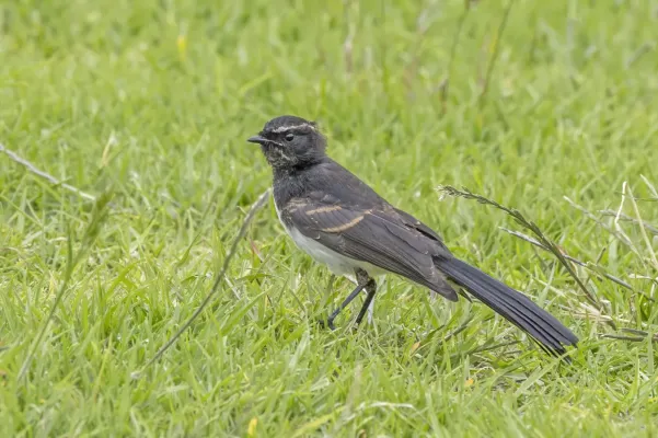 File:Willie wagtail (Rhipidura leucophrys leucophrys) Penneshaw.jpg