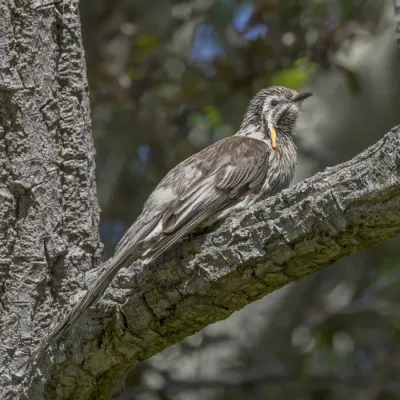 File:Yellow wattlebird (Anthochaera paradoxa) Hobart.jpg