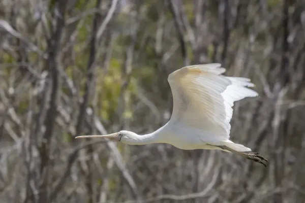 File:Yellow-billed spoonbill (Platalea flavipes) in flight Blanchetown 3.jpg