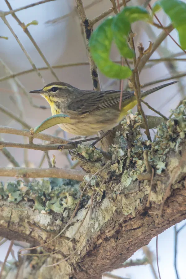 File:Palm Warbler (Setophaga palmarum) (46938088704).jpg