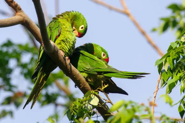 File:Crimson-fronted Parakeet, Psittacara finschi.jpg