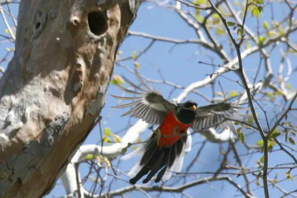 File:Elegant Trogon (Trogon elegans) in flight.jpg
