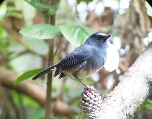 File:Sholicola albiventris 122918101.jpg