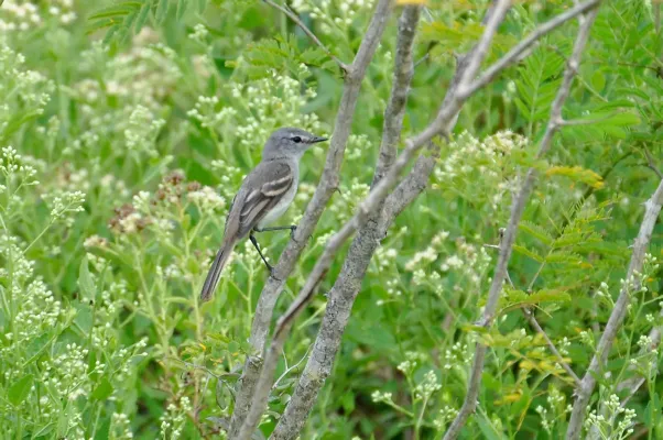 File:Serpophaga griseicapilla).jpg
