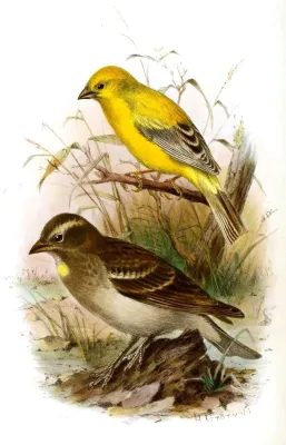 File:PasserEuchlorusPetroniaFlavigulaClean.jpg