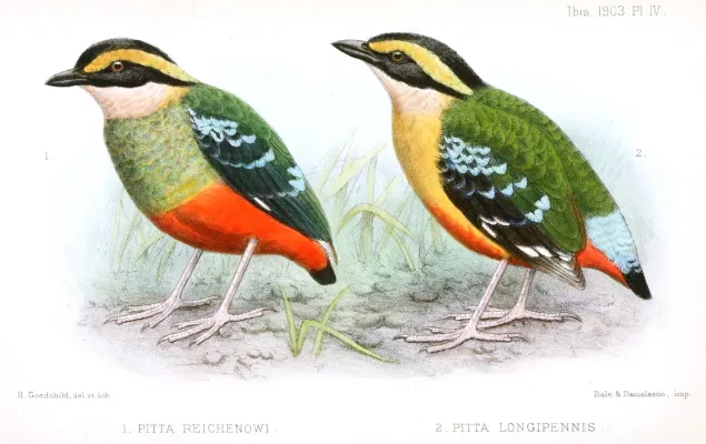 File:PittaReichenowiLongipennisGoodchild.jpg