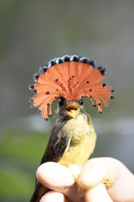 File:Onychorhynchus coronatus 340547832.jpg