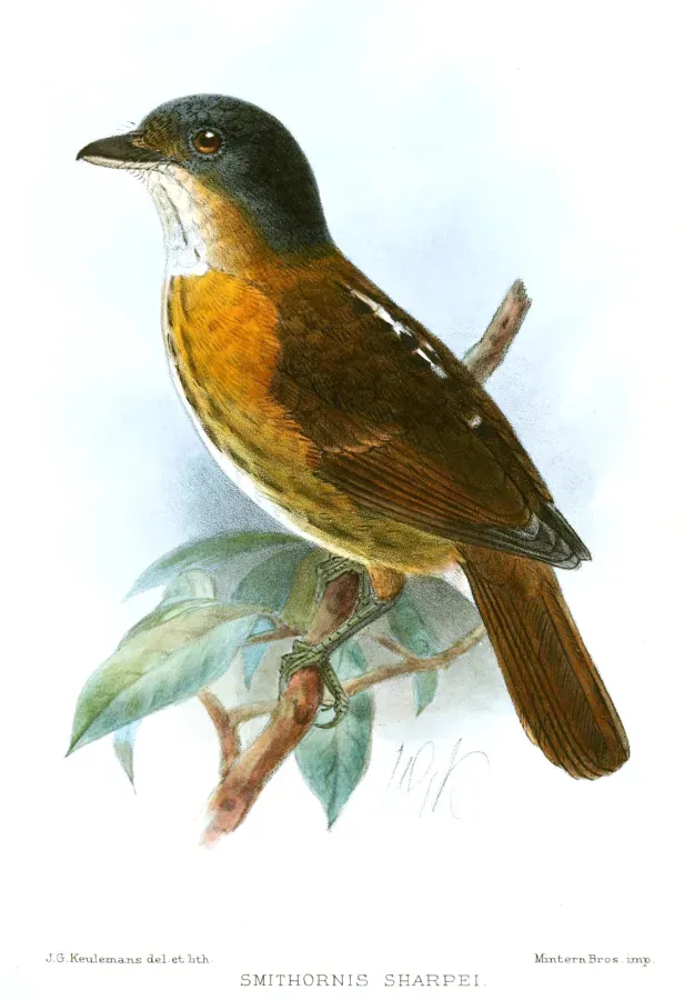 File:SmithornisSharpeiKeulemans.jpg