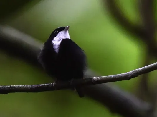 File:Corapipo gutturalis 107978856 (cropped).jpg