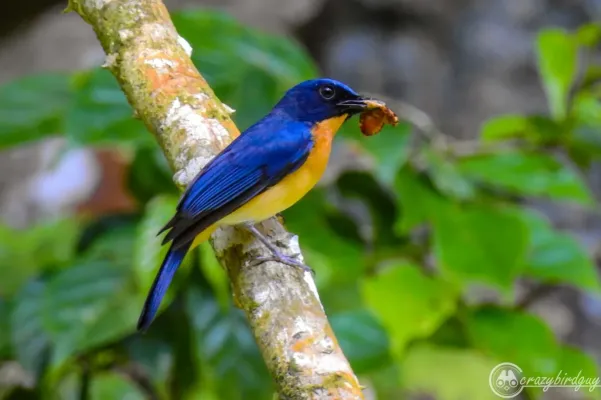 File:Cyornis rufigastra 172572023.jpg