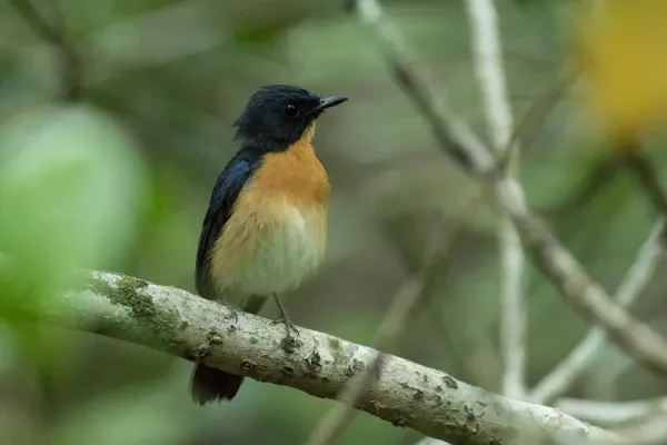 File:Cyornis rufigastra rufigastra 126952592.jpg