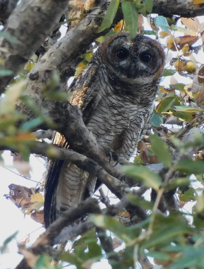 File:Mottled Wood Owl Strix ocellata DSCN3151 (2) 01.jpg