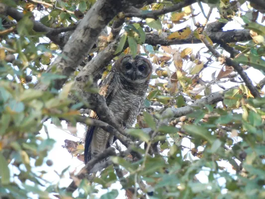 File:Mottled Wood Owl Strix ocellata DSCN3151 (2) 02.jpg