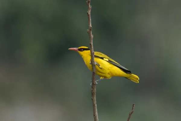 File:Oriolus tenuirostris tenuirostris 176022283.jpg